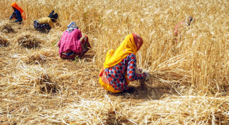 cabinet-approves-nutrient-based-subsidy-rates-for-rabi-2025-26-37952-crore-allocated-to-ensure-affordable-fertilizers-for-farmers