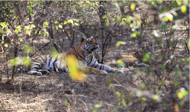 two-injured-in-tiger-attack-in-ranthambore-in-rajasthan