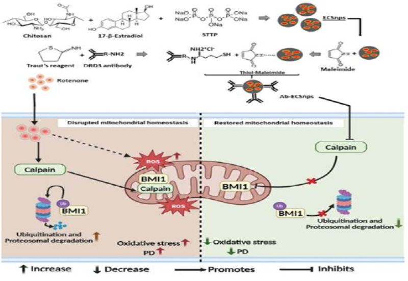 new-nano-formulation-may-help-bring-safer-treatment-for-parkinsons-patients