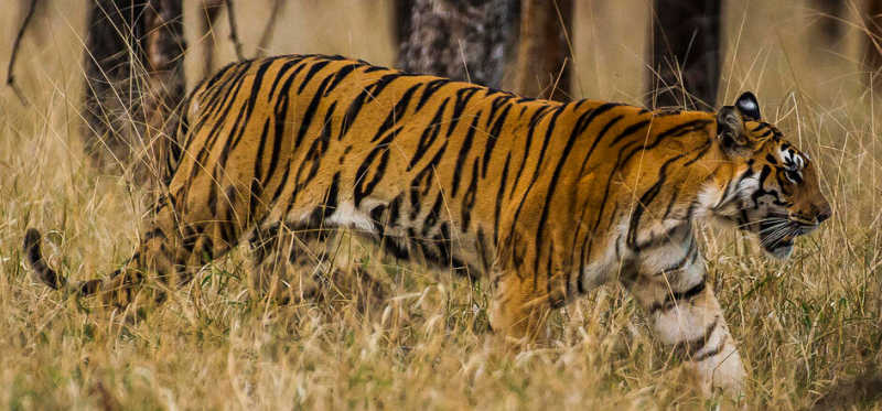indias-tiger-population-soars-to-3682-marking-a-6-annual-growth-according-to-2022-estimation