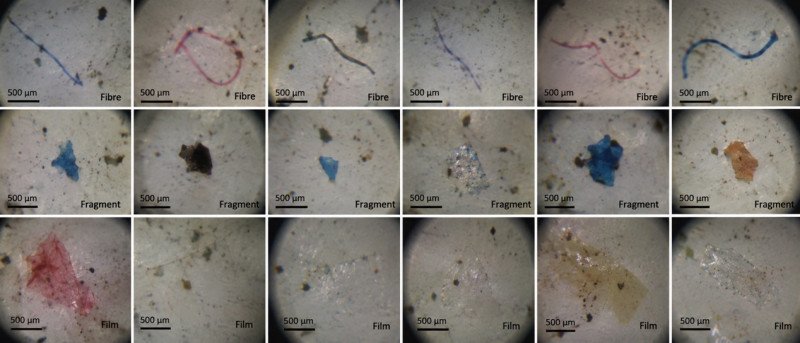 mit-wpu-research-detects-microplastics-in-freshwater-fish-consumed-in-pune-flags-emerging-food-chain-concern