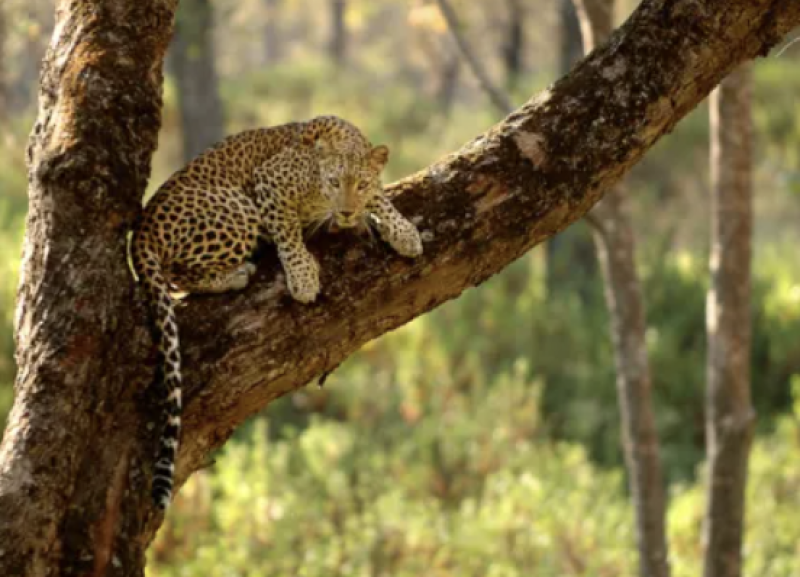 rajasthan-trending-news-today-leopard-threat-rare-snake-rescue-opium-smuggling-cm-welcome-among-12-big-updates