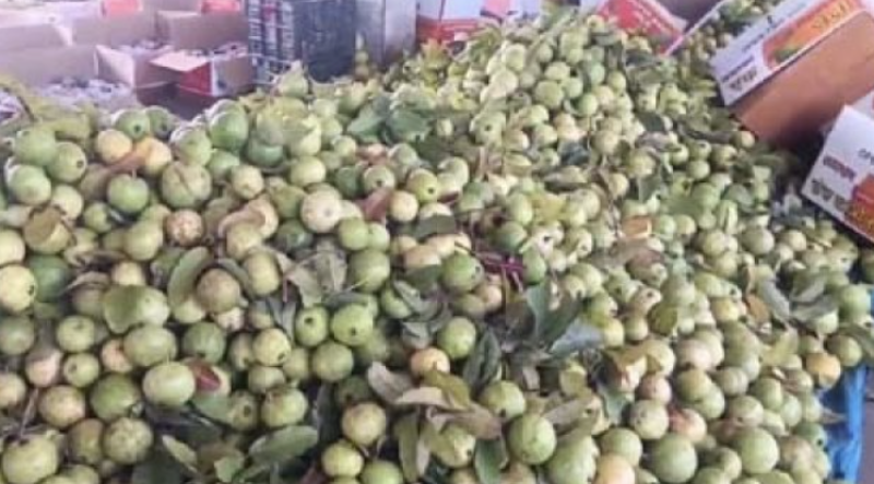 guava-festival-and-agricultural-technology-fair2026-to-begin-from-january-18-in-sawai-madhopur