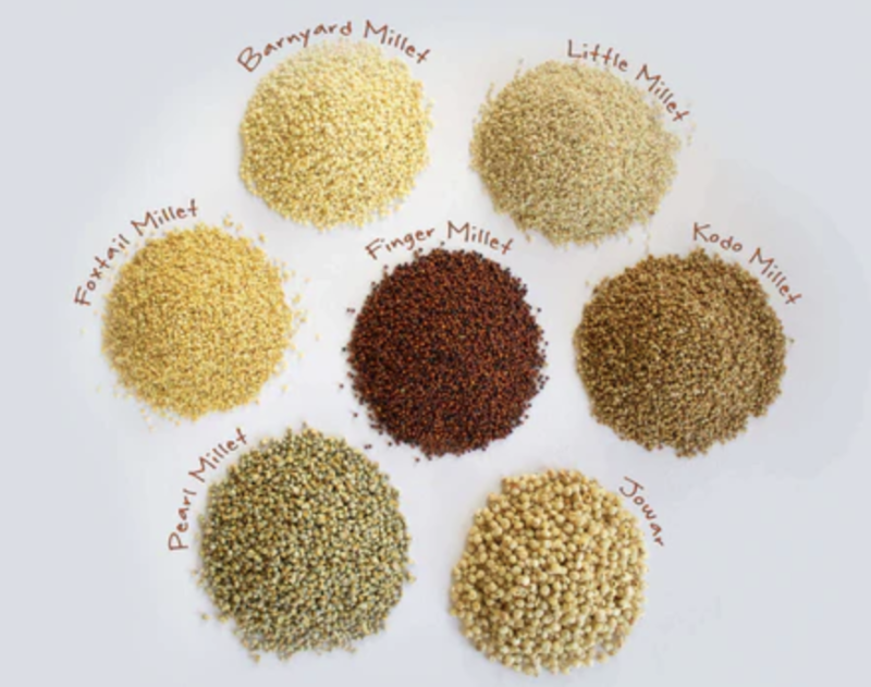 millet-indigenous-grains-indias-nutritional-revolution-continues-into-2026