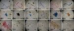 mit-wpu-research-detects-microplastics-in-freshwater-fish-consumed-in-pune-flags-emerging-food-chain-concern