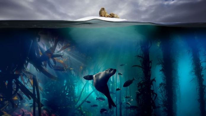 watch-hans-zimmer-special-on-sony-bbc-earth-and-sony-pix