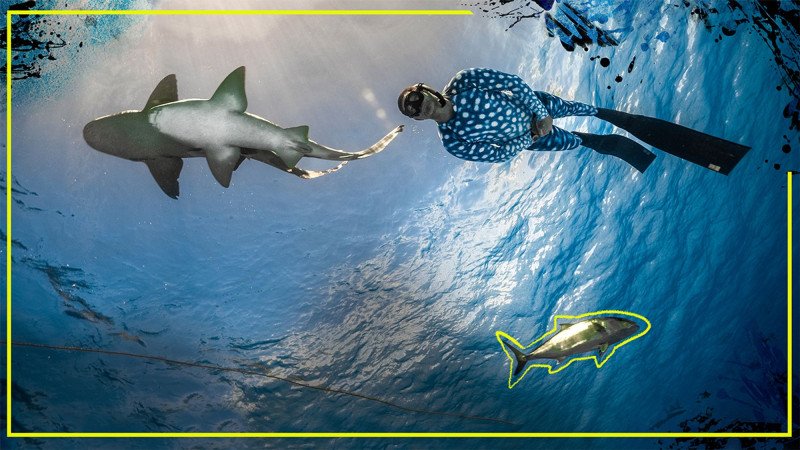 feel-alive-with-sony-bbc-earths-spectacular-september-premieres