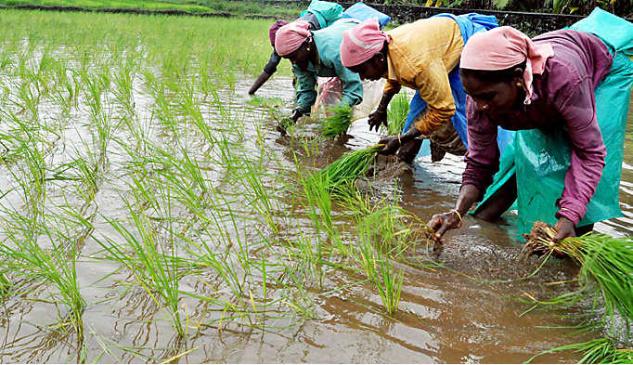 procurement-of-wheat-by-government-agencies-reaches-all-time-high