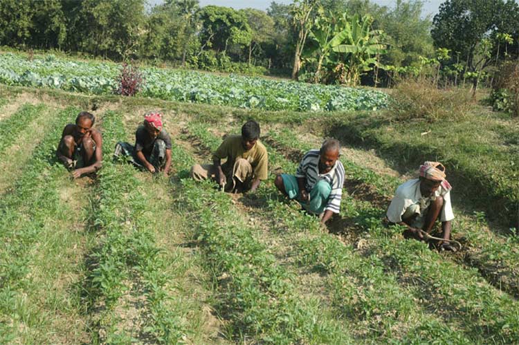 rabi-crops-sowing-area-increases-by-35-9-lakh-hectare