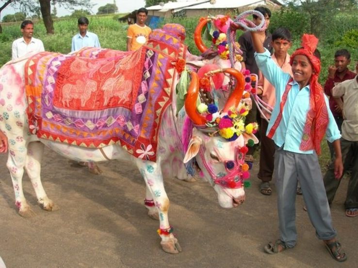 donkey-pola-celebrated-in-akola-district