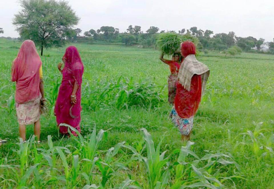 27-77-lakh-hectares-covered-under-organic-farming-in-the-country-union-agriculture-minister