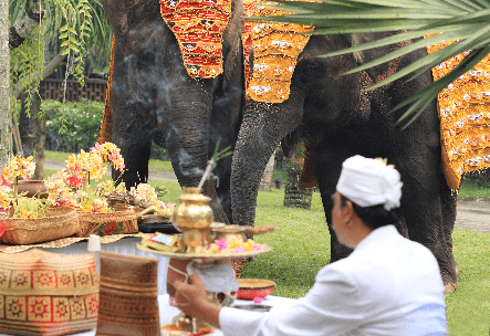 bali-zoo-celebrated-tumpek-kandang-ritual-for-all-its-resident-faunas
