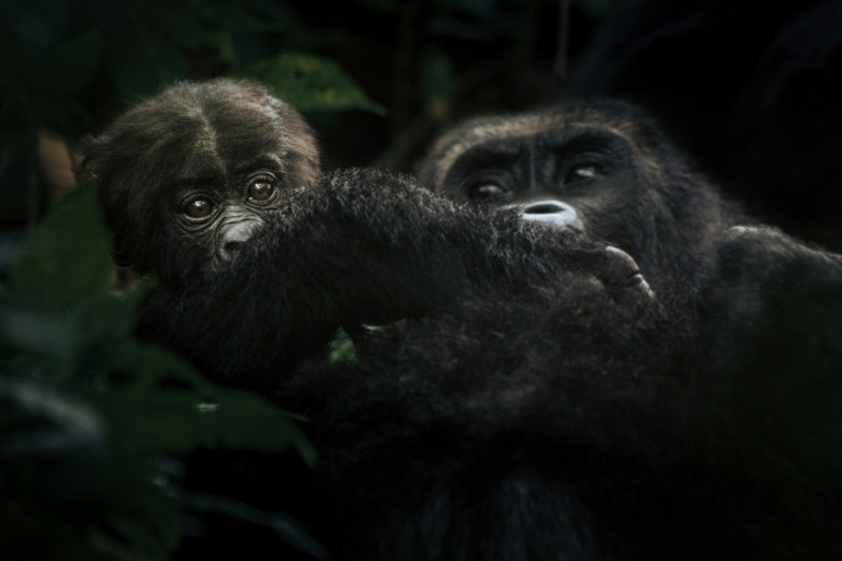 high-stakes-conflict-threatens-dr-congo-gorillas