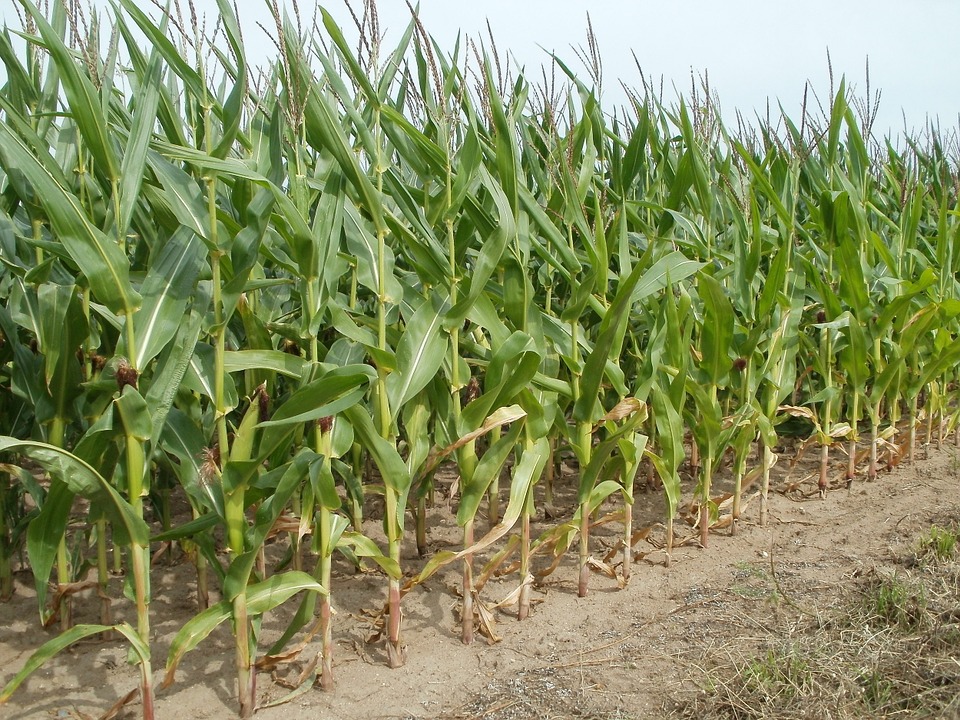 first-advance-estimates-of-production-of-major-kharif-crops-for-2019-20