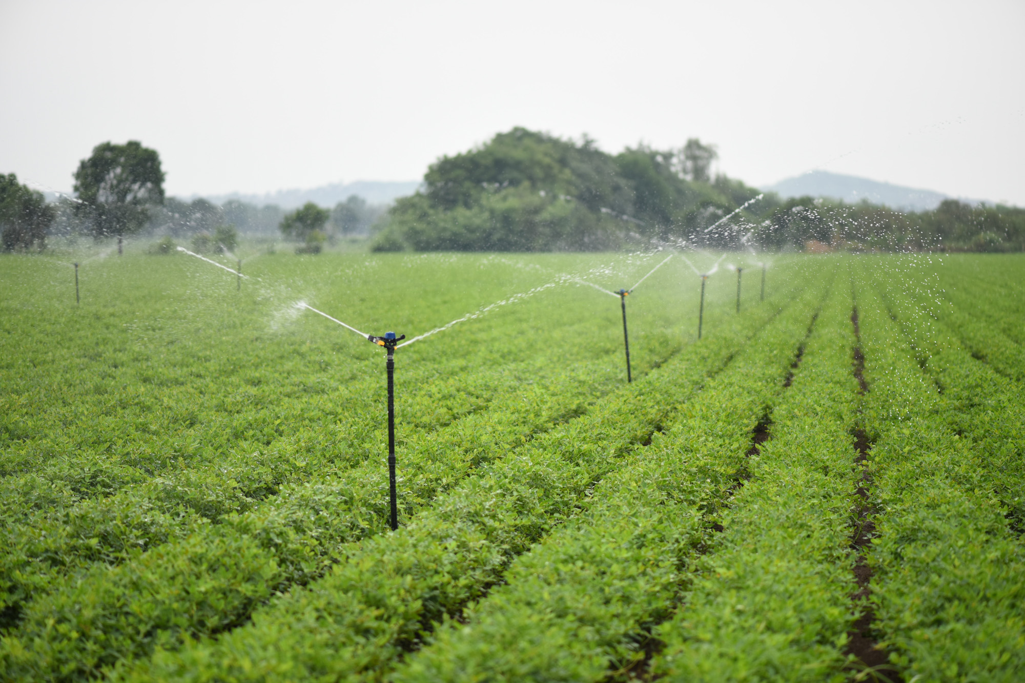 netafim-india-introduces-flexi-sprinkler-kit-to-increase-crop-yield-in-field-crops