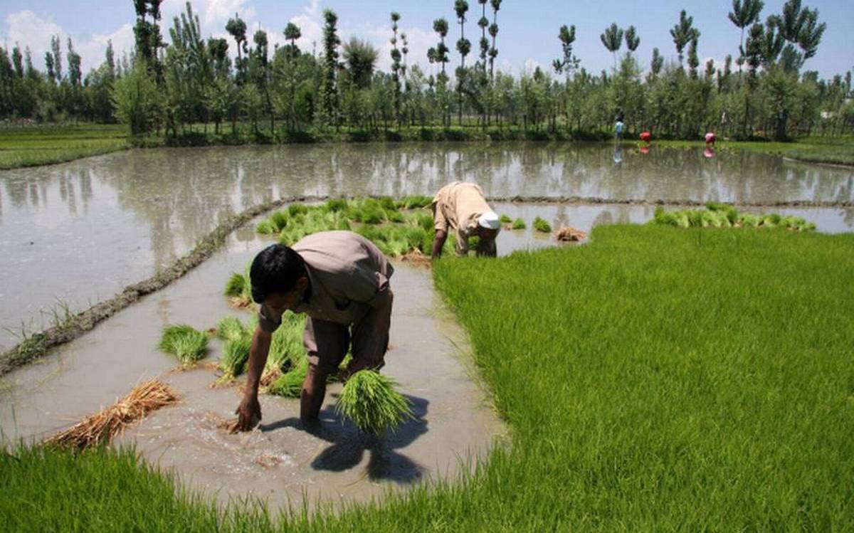 msp-operation-during-kharif-marketing-season-2020-21-2