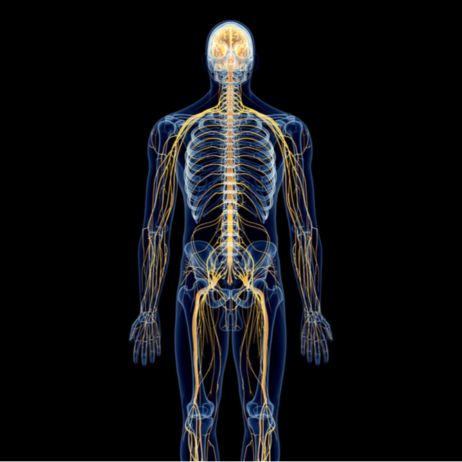 Binge drinking can hamper your nervous system decoding=