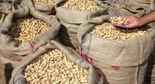 increase-in-the-registration-limit-of-purchase-of-moong-and-groundnut-by-20-percent