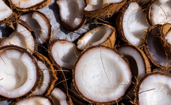 Narendra Modi approved the MSP of copra for the 2021 season decoding=