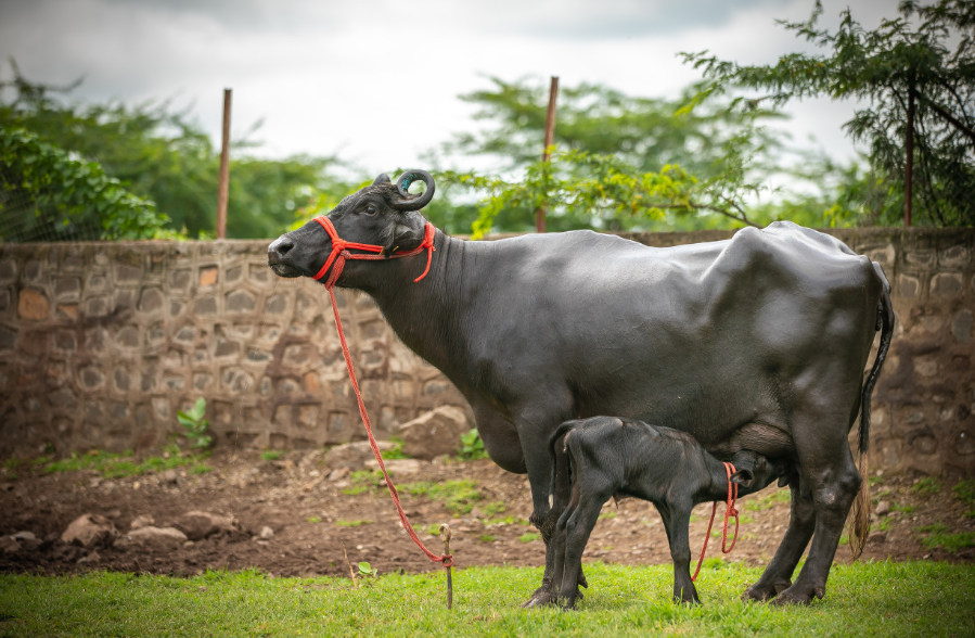 indias-first-batch-of-ivf-buffalo-calves-born-amidst-lockdown