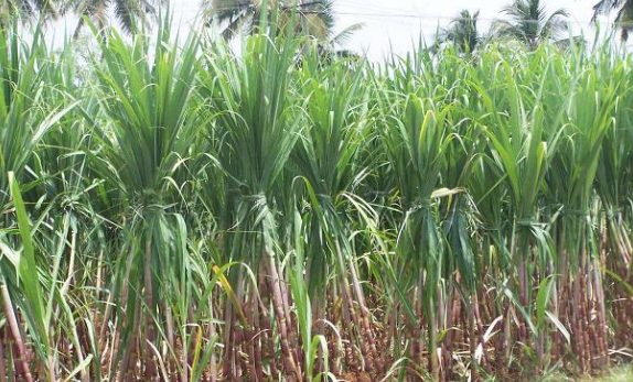securing-the-future-of-sustainability-in-sugarcane-supply-chain-sector-in-india