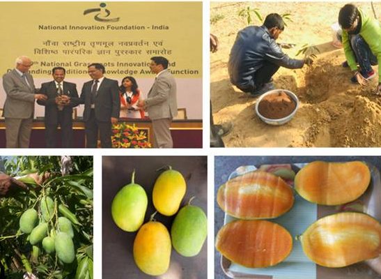 kota-farmer-develops-mango-variety-that-bears-fruits-round-the-year