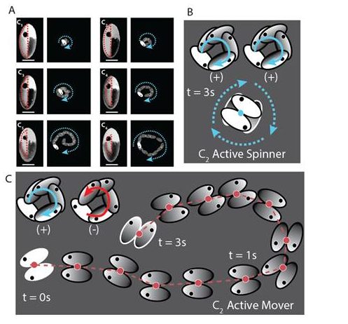 how-particles-self-assemble-can-pave-the-way-for-understanding-dynamics-in-living-cells