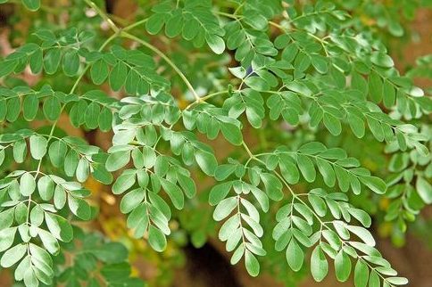 india-commences-exports-of-moringa-powder-keeping-in-mind-the-rising-global-demand