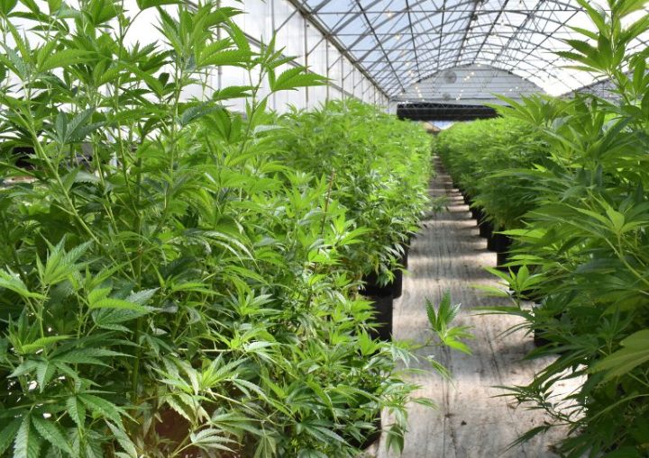 whats-new-in-the-cbd-world