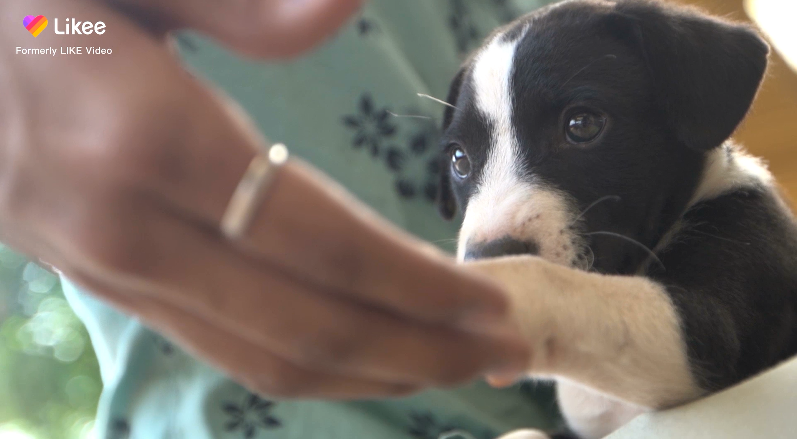 danceforanimal-on-likee-to-support-animal-protection-and-raise-funds