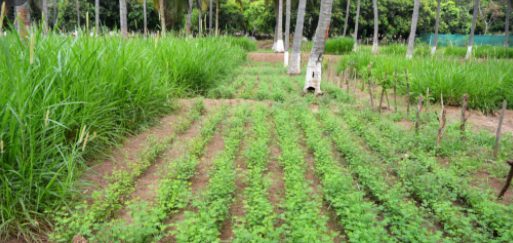 icar-developed-63-integrated-farming-system