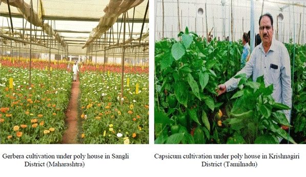 national-horticulture-board-clears-record-1278-pending-subsidy-applications