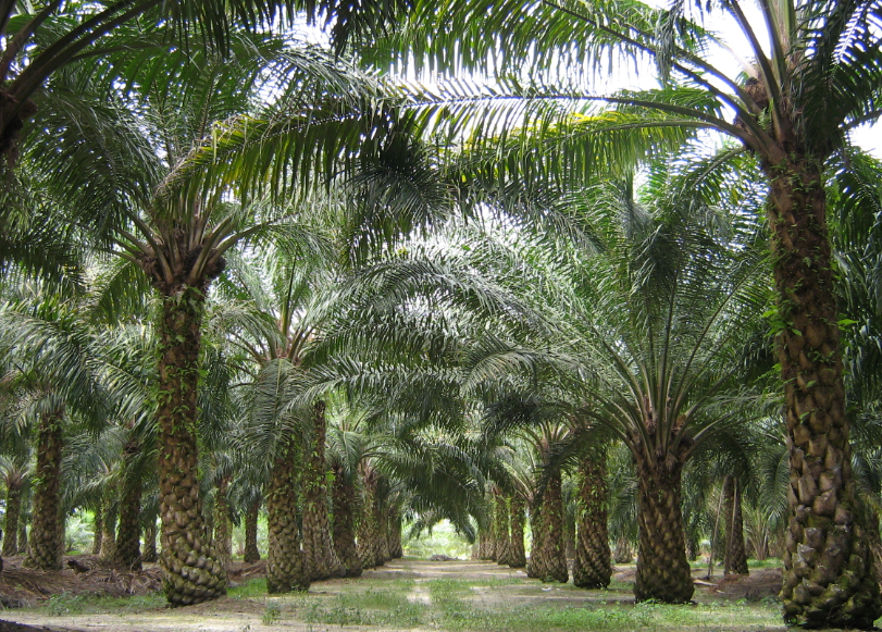 north-east-has-potential-to-emerge-as-the-largest-oil-palm-cultivator-in-the-country