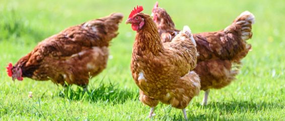 avian-influenza-in-the-country-2