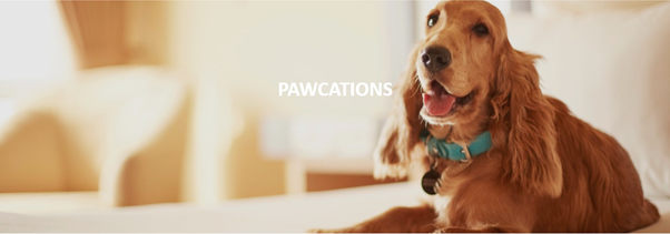 take-a-family-pawcation-at-seleqtions-hotels