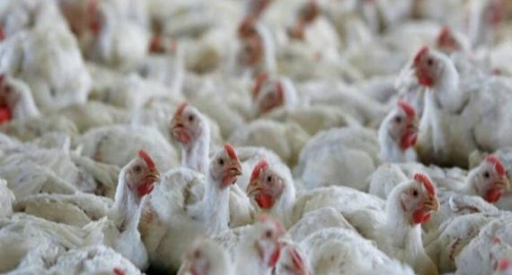 outbreaks-of-avian-influenza-bird-flu-have-been-confirmed-in-9-states