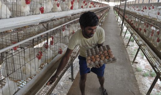 the-indian-livestock-feed-poultry-industry-seeks-intervention-with-the-rising-prices-of-soya-meal