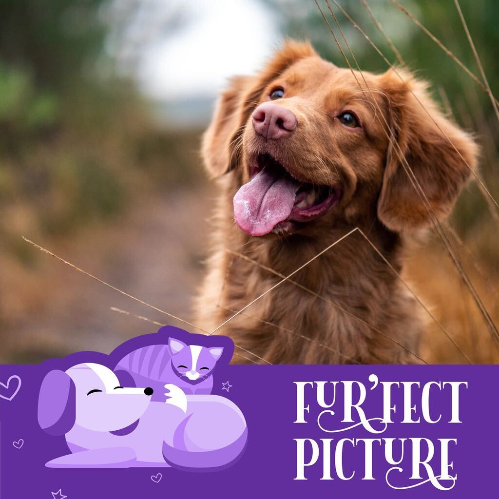 petproject-campaign-launched-during-covid-19-lockdown-on-instagram