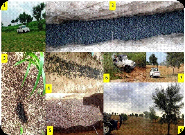 locust-control-operations-in-5-22-lakh-hectares-area-in-10-states