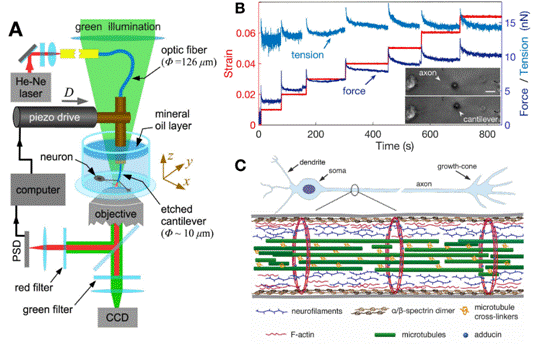 molecular-shock-absorbers-buffer-axonal-tension-of-nerve-cells