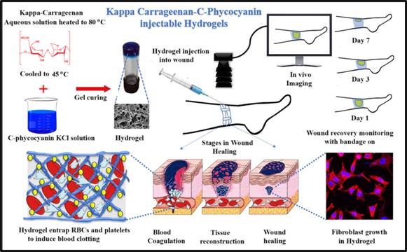 the-synthesized-hydrogel-will-be-highly-beneficial-for-people-of-all-age-groups-in-wound-healing-applications-inst-scientists