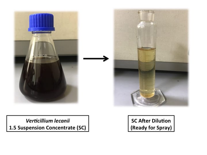 ipft-developes-bio-pesticide-formulation-for-insect-control-in-seed-spice-crops-as-safe-alternative-to-chemical-pesticides