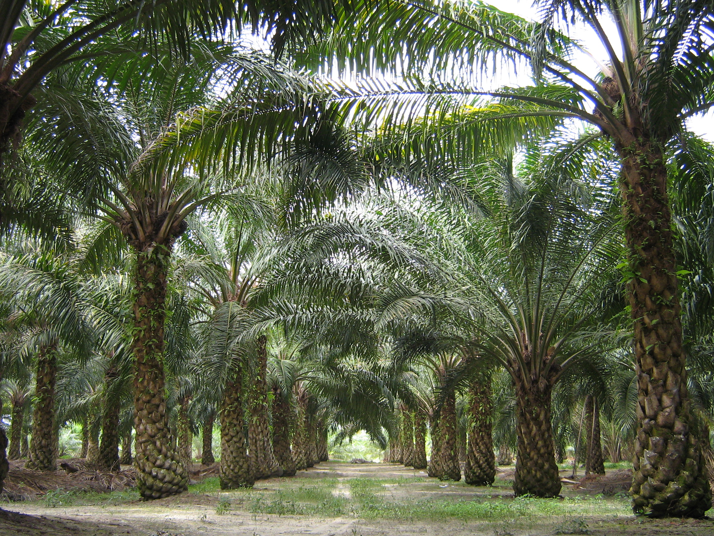 telangana-emerging-as-the-largest-oil-palm-destination-in-india