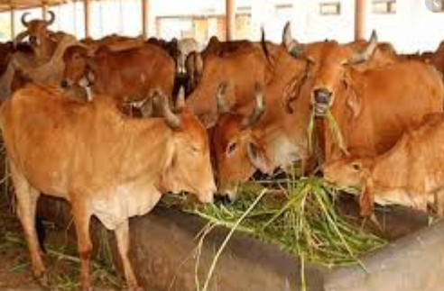 Ministry of Fisheries, Animal Husbandry & Dairying:NPDD Scheme decoding=